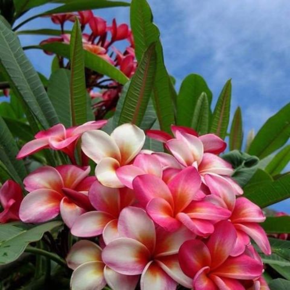 Meet your Posher, Estrella